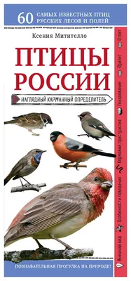 Особенности поведения мелких певчих птиц в период осенней миграции |  Куршская Коса - национальный парк