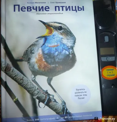 Литография антикварная. Певчие птицы. Стренатка плетневая, подорожник серый  и снежный, воробей домовый, зяблик, вьюрок. Хромолитография. Россия,  Санкт-Петербург, 1880 год - купить по выгодной цене в интернет-магазине  OZON (286406542)