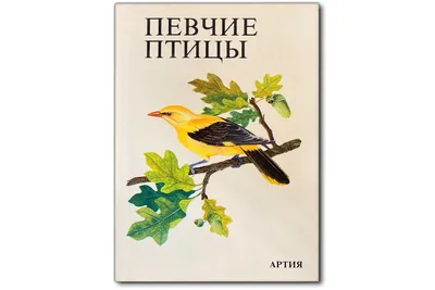 Книга Птицы России. Наглядный карманный определитель - купить в  Издательство «Эксмо», цена на Мегамаркет