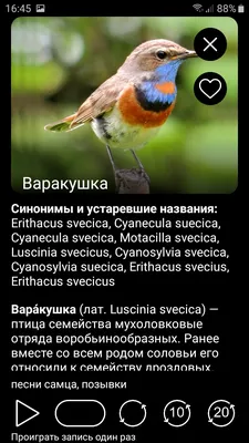 Певчие птицы. Средняя полоса европейской части России — Евгений  Александрович Коблик — АСТ — Купить за 2 190 ₸