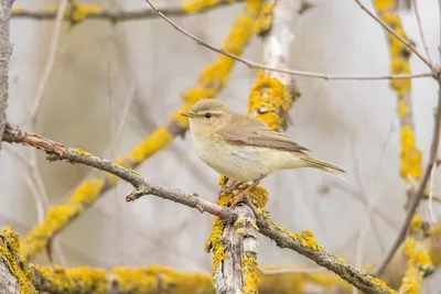 Обыкновенная горихвостка (Phoenicurus phoenicurus)