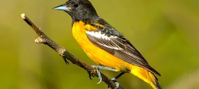 Домовый воробей (Passer domesticus)