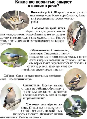 Домовый воробей (Passer domesticus)