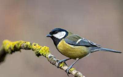 Pin on Birds of Ukraine / Птицы Украины / Птахи України