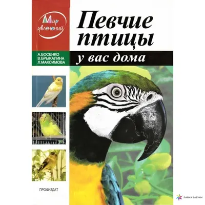 Птица рябинника на конце ветви вверх, Pilaris Turdus Украина Стоковое Фото  - изображение насчитывающей украина, фауна: 111023866