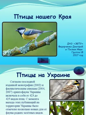 Щеглы певчие птицы клетки. канарейки, чижики, репел.: 300 грн. - Птицы  Одесса на Olx