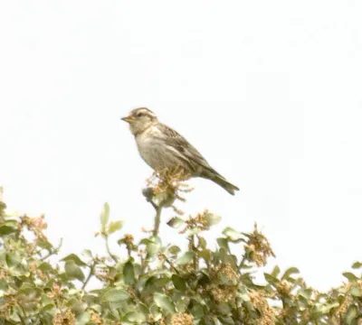 Pin by dawn aumann on Living Creatures | Common garden birds, Common  british birds, Bird garden