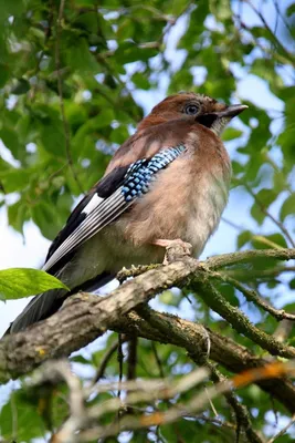 uralbirds - #Вьюрок #Brambling Fringilla montifringilla #птицыроссии  #птицыевропы #naturephotography #natgeoru #birdwatchers #birdlife  #natgeorussia #wwfrussia #рго #сфдп #russianbirds #uralbirds  #birdsofinstagram #nuts_about_birds #birdwatching ...