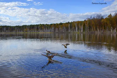 Озеро Линево в Омской области. Базы отдыха, фото, видео, где находится, как  добраться – Туристер.Ру