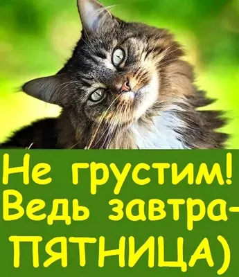 🗣Какая бы ни была пятница, мемы на месте😉 #всемколтач #маркетинг  #маркетологи #диджитал #мемы | Instagram