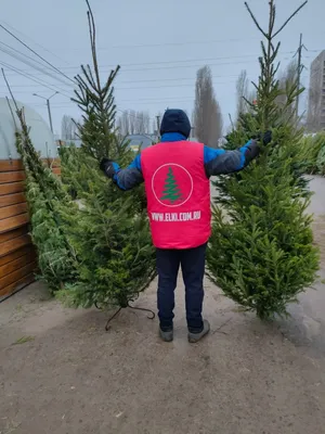 Пихта сибирская (Abies sibirica)