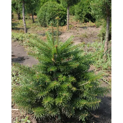 Пихта Одноцветная (Abies concolor)