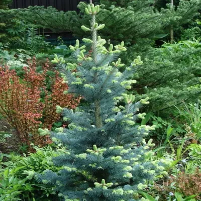 Пихта корейская (Abies koreana) | Декоративные древесные растения для  Сибири | Дзен