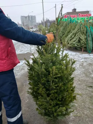 Пихта дугласа. Описание, фото, купить в садовом центре.