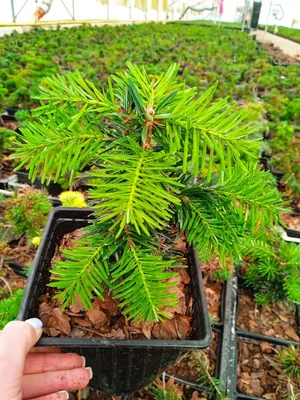 Пихта испанская (Abies pinsapo) — НКО \"NORD-NUC\"