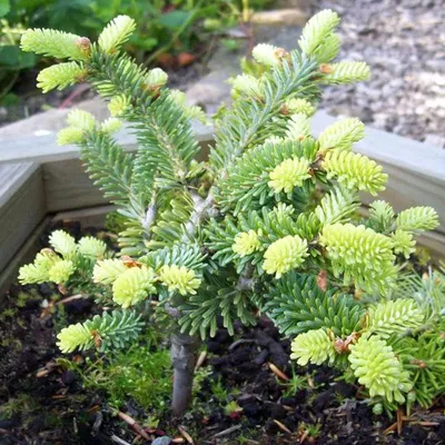 Abies sibirica Ledeb. – Пихта сибирская - Полярно-альпийский ботанический  сад-институт им. Н.А. Аврорина