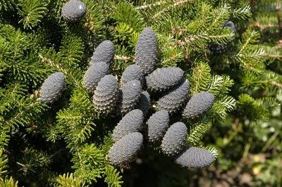 Пихта одноцветная (Abies concolor) - Хвойные растения весна 2024 года -  купить туи, сосны, ели.