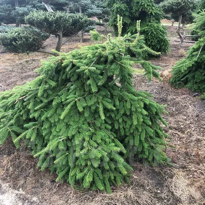 🌱 Семена Пихта Нордмана Боржоми, Семена, 30 шт. Цена от 350 руб. В наборе  качественные семена, инструкция и советы по проращиванию дерева дома.  Купить с доставкой и онлайн оплатой. - интернет-магазин Лесландия