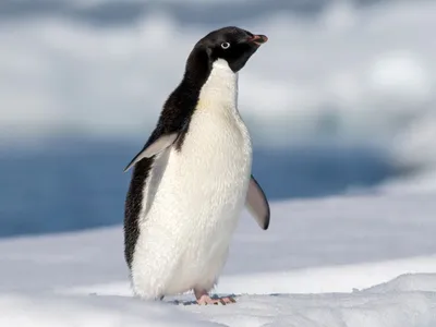 Пингвин адели фото фото