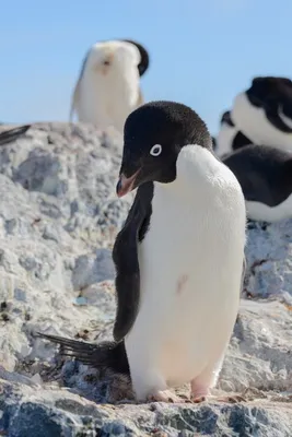 Planet of the penguins - Пингвин Адели Также является представителем  средних размеров пингвинов. Рост составляет 60-70 см, а вес приблизительно  7 кг. Отличительной чертой такого пингвина является белое кольцо из перьев  вокруг