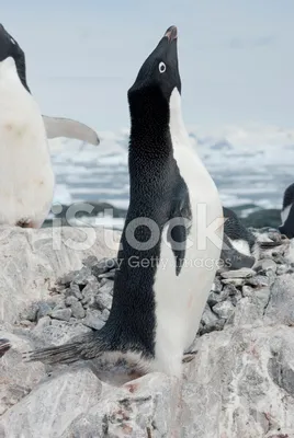 Пингвины Адель 🐧 (2 фото) : r/tjournal_refugees