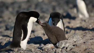 adelie, #penguin, #пингвин, #адели, #antarctica, #антаркт… | Flickr