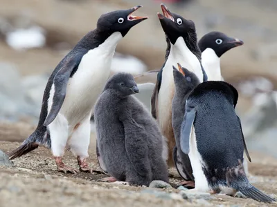 Пингвин Адели, Адели Pinguin, Adeliae Pygoscelis Стоковое Фото -  изображение насчитывающей стоять, снежок: 129037002