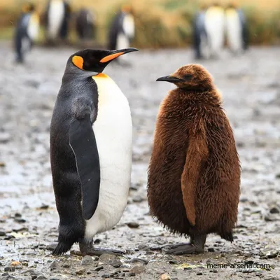 Королевский пингвин - eBird