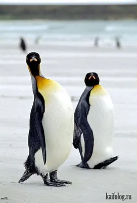 Пингвин фото прикольные фото