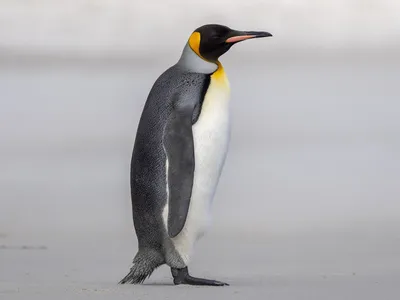 Пингвин фото фото
