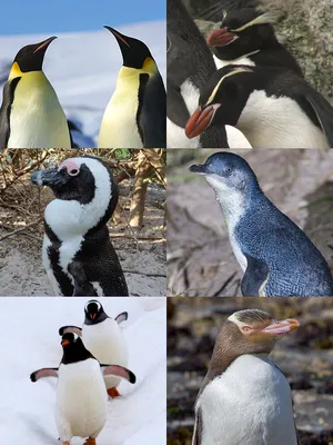 Королевский пингвин | Penguin pictures, Penguins, Cute penguins