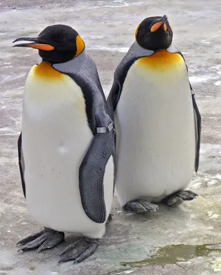 Пингвин королевский фото фото