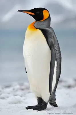 Королевский пингвин | Penguin pictures, Penguins, Cute penguins