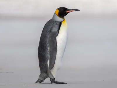 Королевский пингвин - eBird