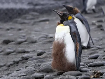 Пингвин королевский фото фотографии