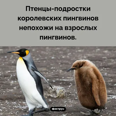 Сравнение полных геномов всех видов пингвинов помогло уточнить их  происхождение