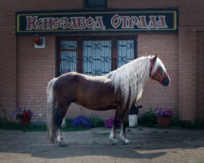 Скачайте красивые изображения Пинцгауской лошади в высоком разрешении