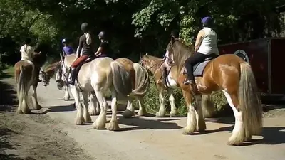 Красивые фотографии Пинцгауской лошади в разных размерах