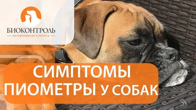 Пиометра у собак: причины, виды, лечение •