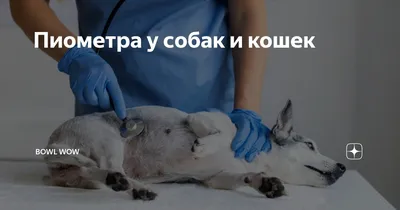 Пиометра у собак. 🐾 Как развивается пиометра у собаки и каковы способы ее  лечения? - YouTube