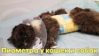 veterinary_pomosh_9182144956 • Foto e video di Instagram