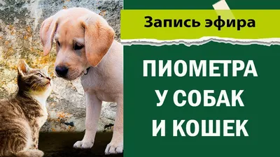 Наш блог :: Эпилепсия у собак - симптомы и лечение - Ветеринарная клиника  ТерраВЕТ - Балашиха - Круглосуточно