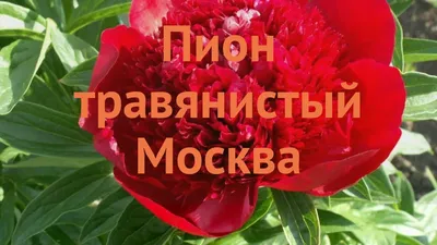 Пион травянистый «Золотой Вождь» по цене 255 ₽/шт. купить в Москве в  интернет-магазине Леруа Мерлен