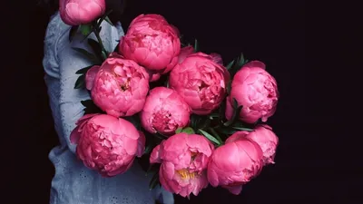 Peonies Wallpaper Hd - (61 images) | Цветок, Персиковые пионы, Пионы