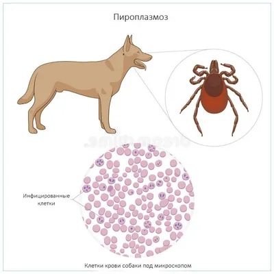 Пироплазмоз у собак симптомы и лечение, профилактика