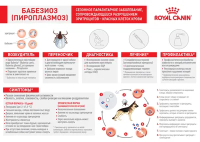 Пироплазмоз собак