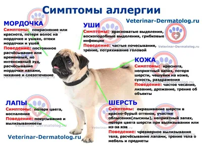 Аллергия на корм у собак - Veterinar-Dermatolog