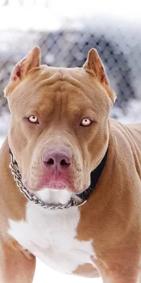 Pitbull картинки фотографии