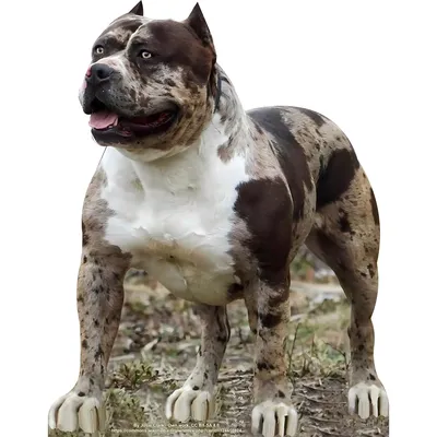 The Colby Pitbull Bloodline: A Guide To The Rarest And Oldest Pitbull Line  - PawSafe