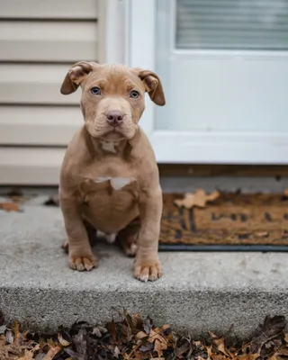 Blue and White American Pitbull Terrier Dog Stock Photo - Image of mixed,  pinscher: 123918358